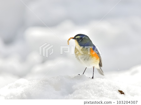 Ruribitaki Ruribitaki 103204307