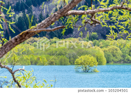 "Yamagata Prefecture" Mysterious submerged forest of Lake Shirakawa 103204501