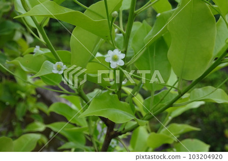 冬青科漂亮的花 冬青科漂亮的花 103204920