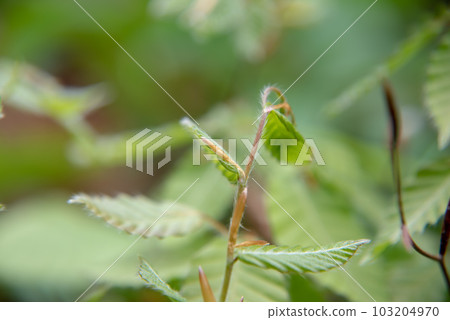 Beech sprouts, the season of fresh greenery, spring 103204970