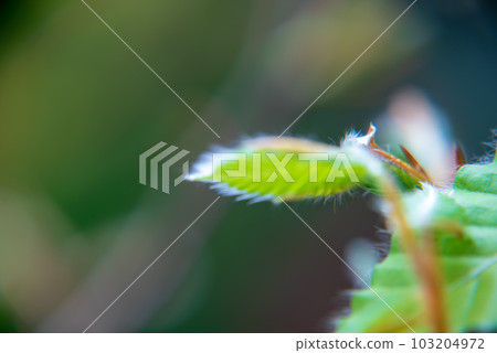 Beech sprouts, the season of fresh greenery, spring Beech sprouts, the season of fresh greenery, spring 103204972