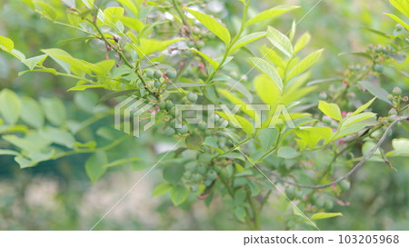 The still green fruit of the blueberry becomes a bell 103205968