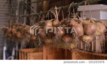 收穫的洋蔥被懸掛和儲存 103205976