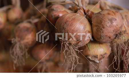 收穫的洋蔥被曬乾並儲存在穀倉中的特寫鏡頭 103205977