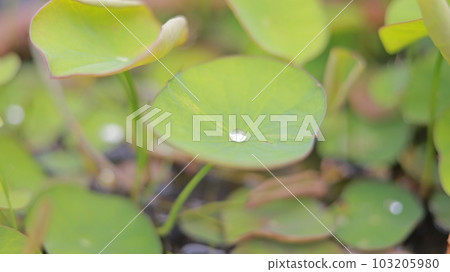Morning dew on young lotus leaves Morning dew on young lotus leaves 103205980