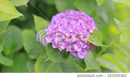 Pink purple hydrangeas in full bloom Pink purple hydrangeas in full bloom 103205981