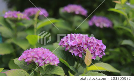 purple hydrangea in full bloom purple hydrangea in full bloom 103205982