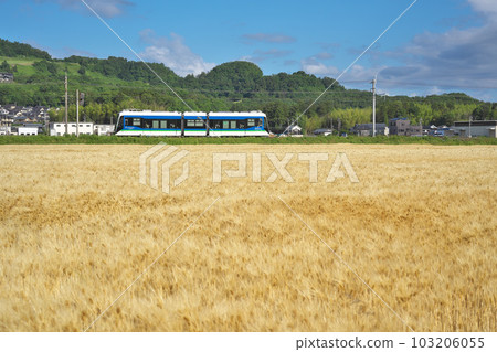 Wheat Autumn LRV Wheat Autumn LRV 103206055