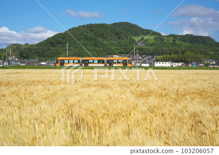 小麥秋季 LRV 小麥秋季 LRV 103206057