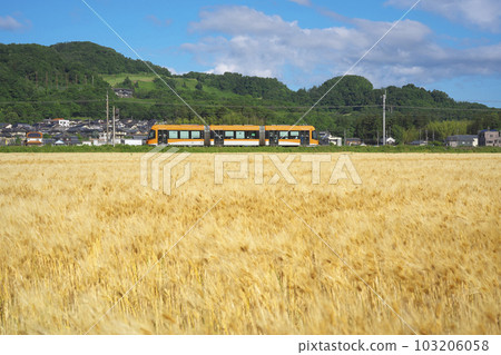 小麥秋季 LRV 小麥秋季 LRV 103206058