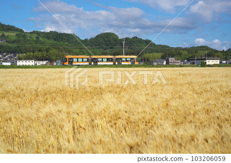 小麥秋季 LRV 小麥秋季 LRV 103206059