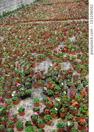 Rows of balsam seedling. Lots of balsamine bushes in plastic pots. Rows of balsam seedling. Lots of balsamine bushes in plastic pots. 103206082
