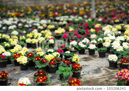 Young woman worker sitting down and looking to the pot of primrose in greenhouse Young woman worker sitting down and looking to the pot of primrose in greenhouse 103206241