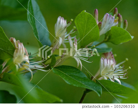 Sweet scented white flower Honeysuckle Sweet scented white flower Honeysuckle 103206310