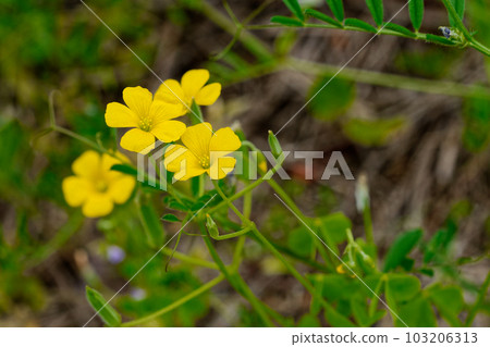 小黃花酢漿草花 小黃花酢漿草花 103206313