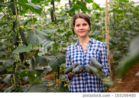Female farmer posing with harvest of cucumbers in greenhouse Female farmer posing with harvest of cucumbers in greenhouse 103206480