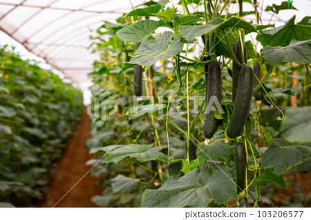 Ripe cucumbers grow on branches in greenhouse Ripe cucumbers grow on branches in greenhouse 103206577