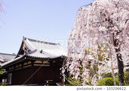 Hokongo-in Temple in Kyoto in spring with cherry blossoms Hokongo-in Temple in Kyoto in spring with cherry blossoms 103206622