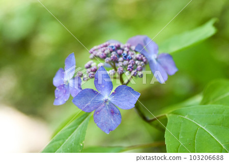 Yamah hydrangea 103206688