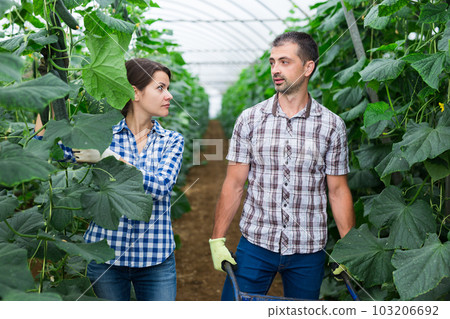 Woman helps man to harvest cucumbers Woman helps man to harvest cucumbers 103206692