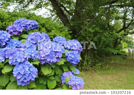 Atmospheric walking path Hydrangea flower park 103207216