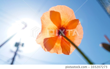 開花往太陽的花 開花往太陽的花 103207273