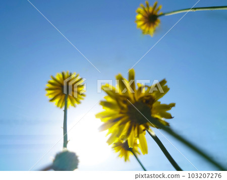 向著太陽綻放的花朵2 向著太陽綻放的花朵2 103207276