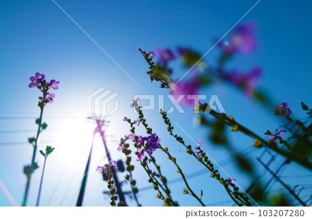 向著太陽綻放的花朵 4 向著太陽綻放的花朵 4 103207280