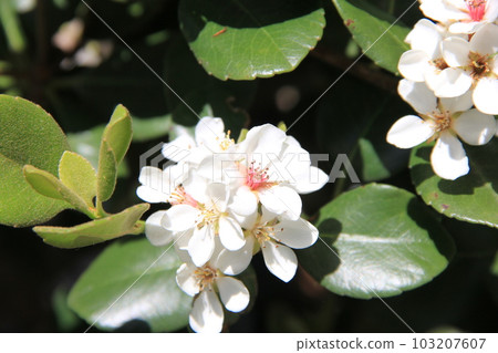 Sharinbai (Plum blossom) / 顧名思義，它有類似於日本梅的白色花朵和葉子。 103207607