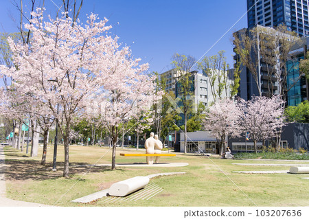 Sakae Hisaya Odori Park Layered Hisaya Odori Park ZONE 1 in Naka Ward, Nagoya City during the cherry blossom season 103207636