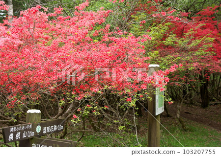 Mt. Yokone with azaleas in full bloom and the Ido Marsh Hiking Course Mt. Yokone with azaleas in full bloom and the Ido Marsh Hiking Course 103207755