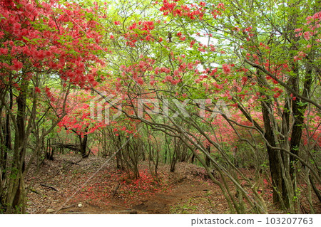 杜鵑花盛開的橫根山和井戶沼徒步路線 103207763