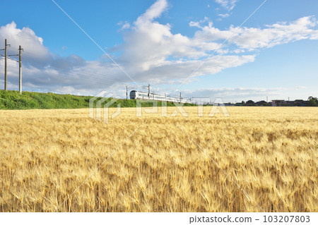 大麥秋天的特快列車 103207803