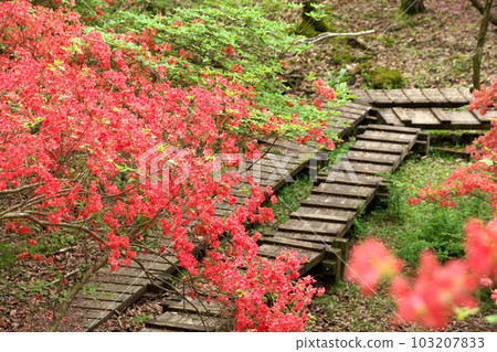 Mt. Yokone with azaleas in full bloom and the Ido Marsh Hiking Course Mt. Yokone with azaleas in full bloom and the Ido Marsh Hiking Course 103207833