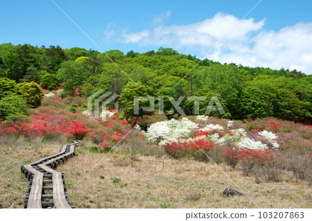 Mt. Yokone with azaleas in full bloom and the Ido Marsh Hiking Course Mt. Yokone with azaleas in full bloom and the Ido Marsh Hiking Course 103207863