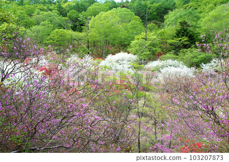 Mt. Yokone with azaleas in full bloom and the Ido Marsh Hiking Course Mt. Yokone with azaleas in full bloom and the Ido Marsh Hiking Course 103207873