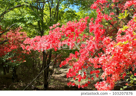 Mt. Yokone with azaleas in full bloom and the Ido Marsh Hiking Course Mt. Yokone with azaleas in full bloom and the Ido Marsh Hiking Course 103207876