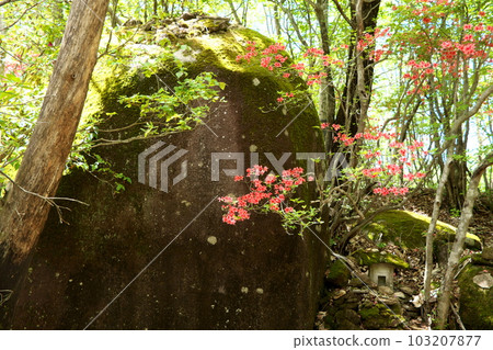 杜鵑花盛開的橫根山和井戶沼徒步路線 杜鵑花盛開的橫根山和井戶沼徒步路線 103207877