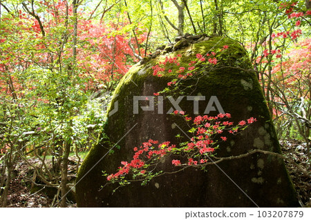 Mt. Yokone with azaleas in full bloom and the Ido Marsh Hiking Course Mt. Yokone with azaleas in full bloom and the Ido Marsh Hiking Course 103207879