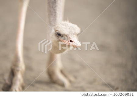 鴕鳥的脖子很長 103209031