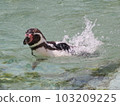 Humboldt penguin swimming 103209225