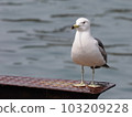 seagull 103209228