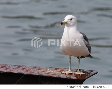 seagull 103209228