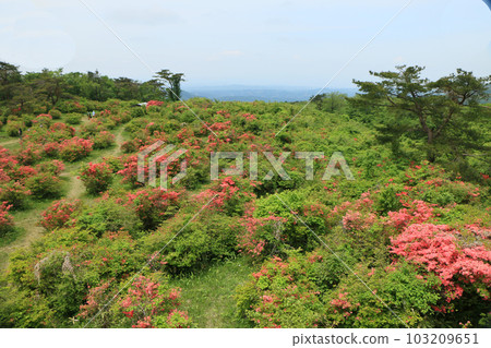 通往山頂的小徑周圍環繞著紅色的山杜鵑花 通往山頂的小徑周圍環繞著紅色的山杜鵑花 103209651