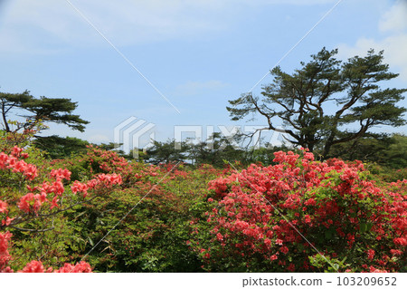 山頂的紅山杜鵑花公園 103209652