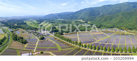 無人機攝影｜全景｜新綠水杉林蔭道｜滋賀縣高島市牧野町 103209994