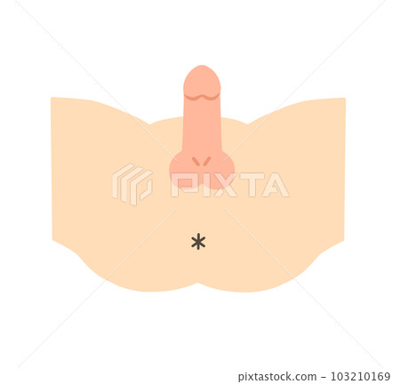 Illustration of male reproductive organs Illustration of male reproductive organs 103210169