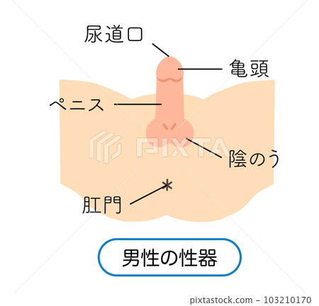 Illustration of male reproductive organs Illustration of male reproductive organs 103210170