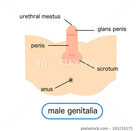 Illustration of male reproductive organs Illustration of male reproductive organs 103210171