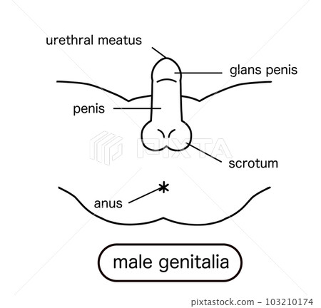 Male reproductive organs line drawing illustration Male reproductive organs line drawing illustration 103210174
